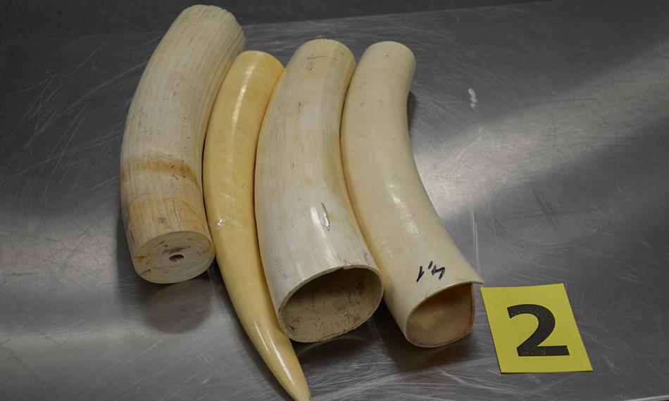 2014-2-24-122110. foto-sloní kly.jpg